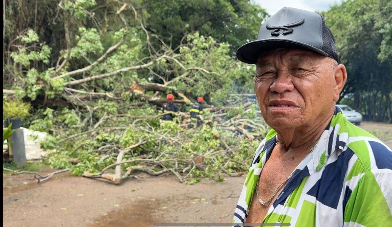 Idoso escapa praticamente ileso após árvore cair em cima de carro em São José dos Campos 