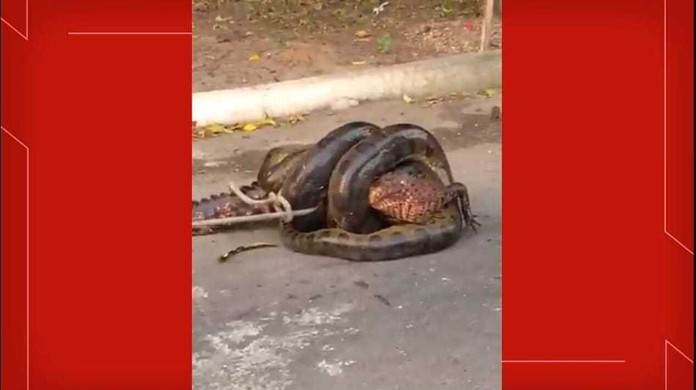 Vídeo de cobra sucuri tentando engolir jacaré se torna viral ...