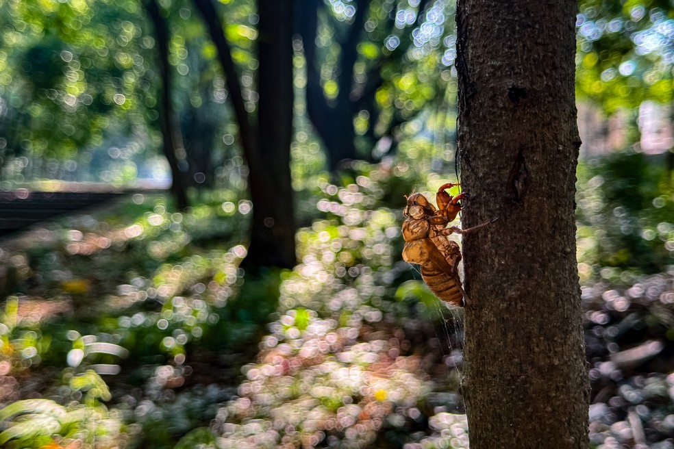 Casca deixada por uma cigarra presa ao tronco de uma árvore no Parque Tiquatira. — Foto: Fábio Tito/g1