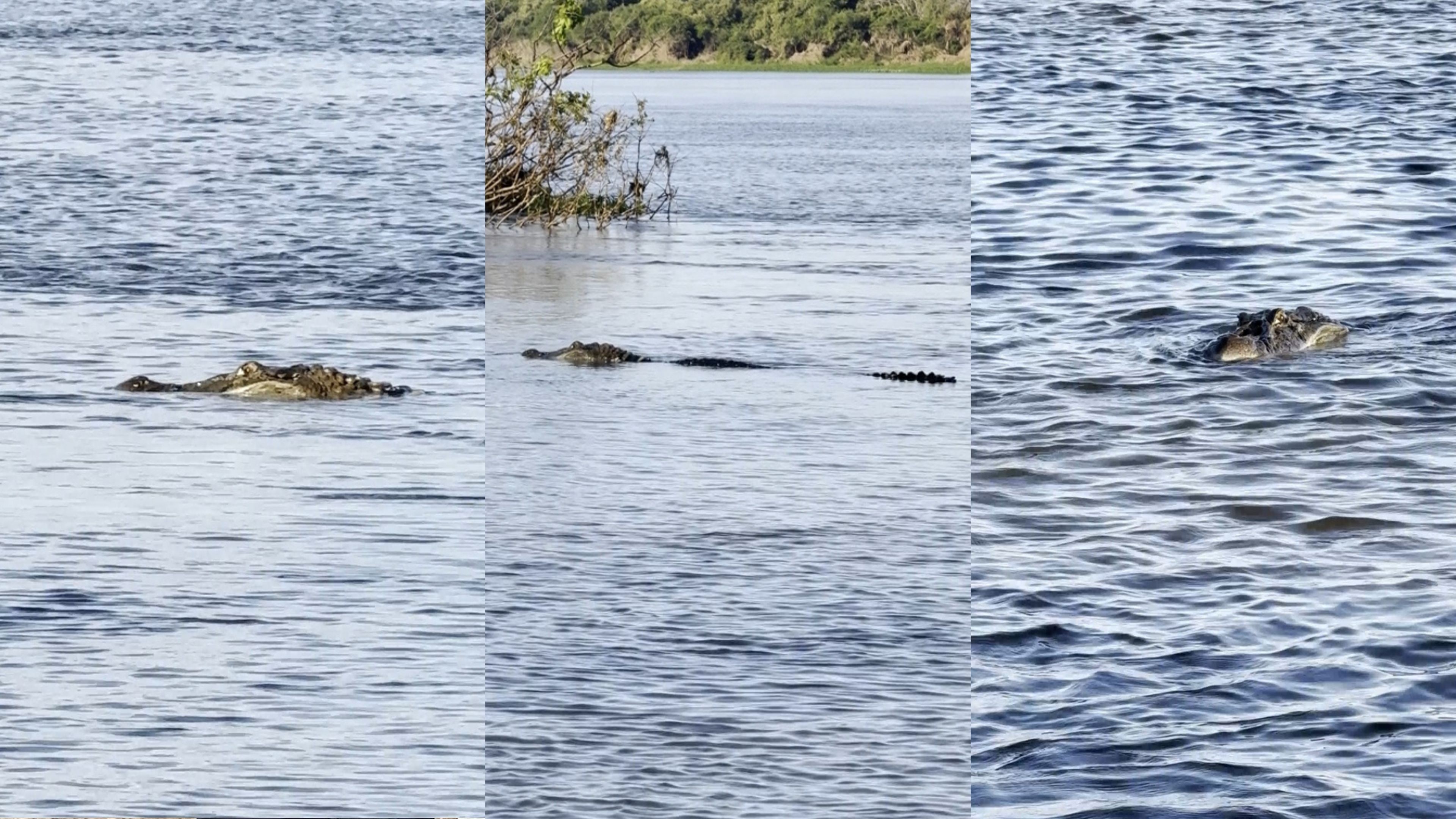 VÍDEO: Jacaré de 4 metros faz 'visita' a banhistas em praia de Rondônia