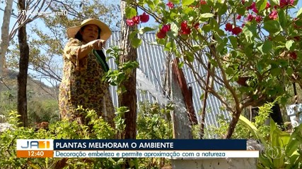 Cultivar plantas em casa vira tendência entre palmenses