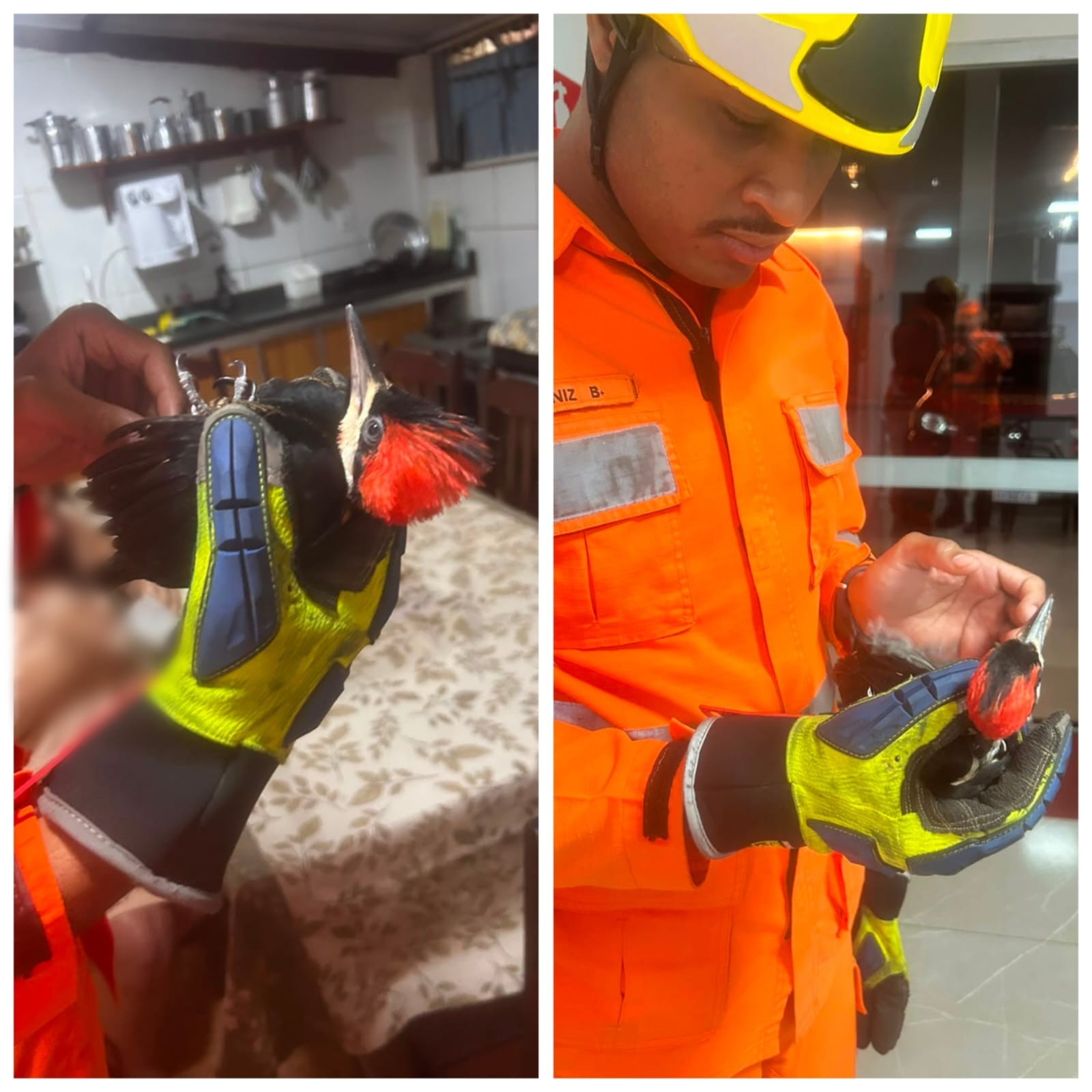 Bombeiros resgatam pica-pau encontrado ferido em casa no Noroeste de Minas