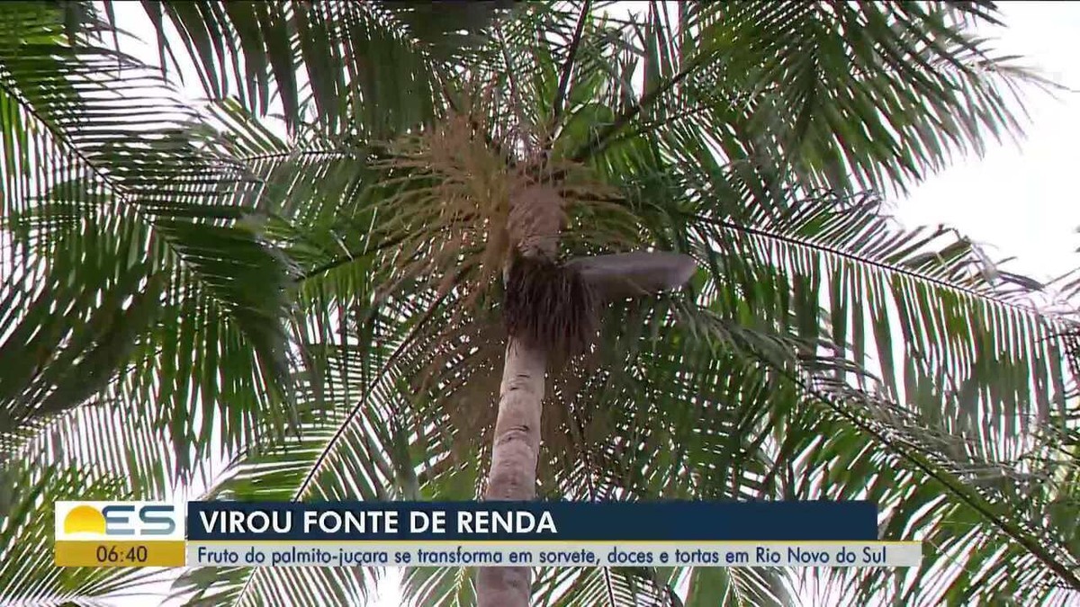 Fruto da palmeira juçara vira fonte de renda e preservação da Mata  Atlântica em SP, Globo Rural