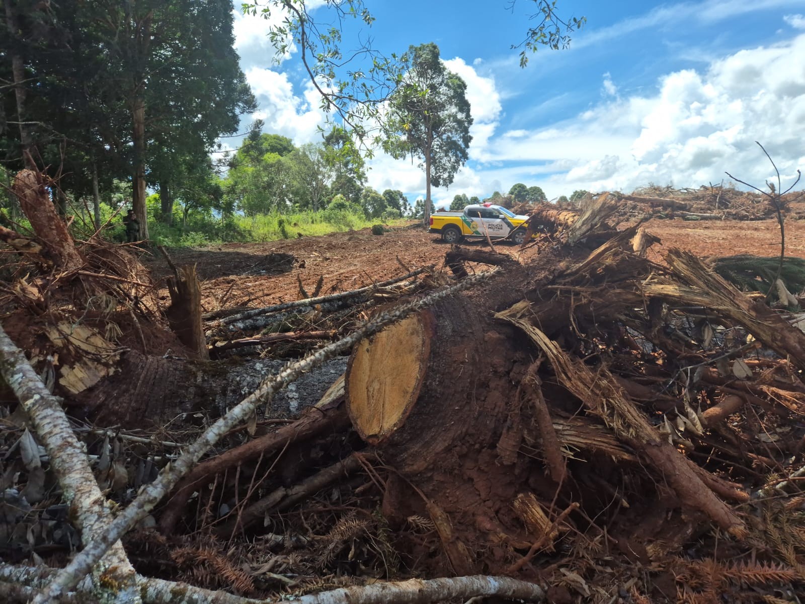 Proprietários rurais são multados em R$ 286 mil pela derrubada de mais de 400 araucárias, no PR