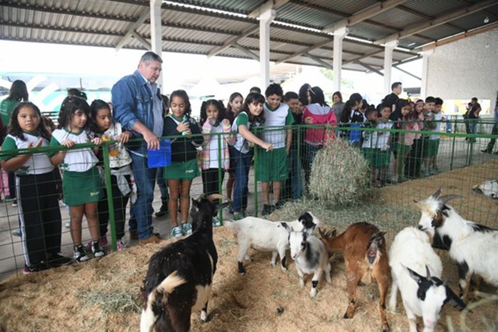O evento terá atrações especiais para crianças com mini fazenda, brindes e rodeio de carneiros. — Foto: Reprodução