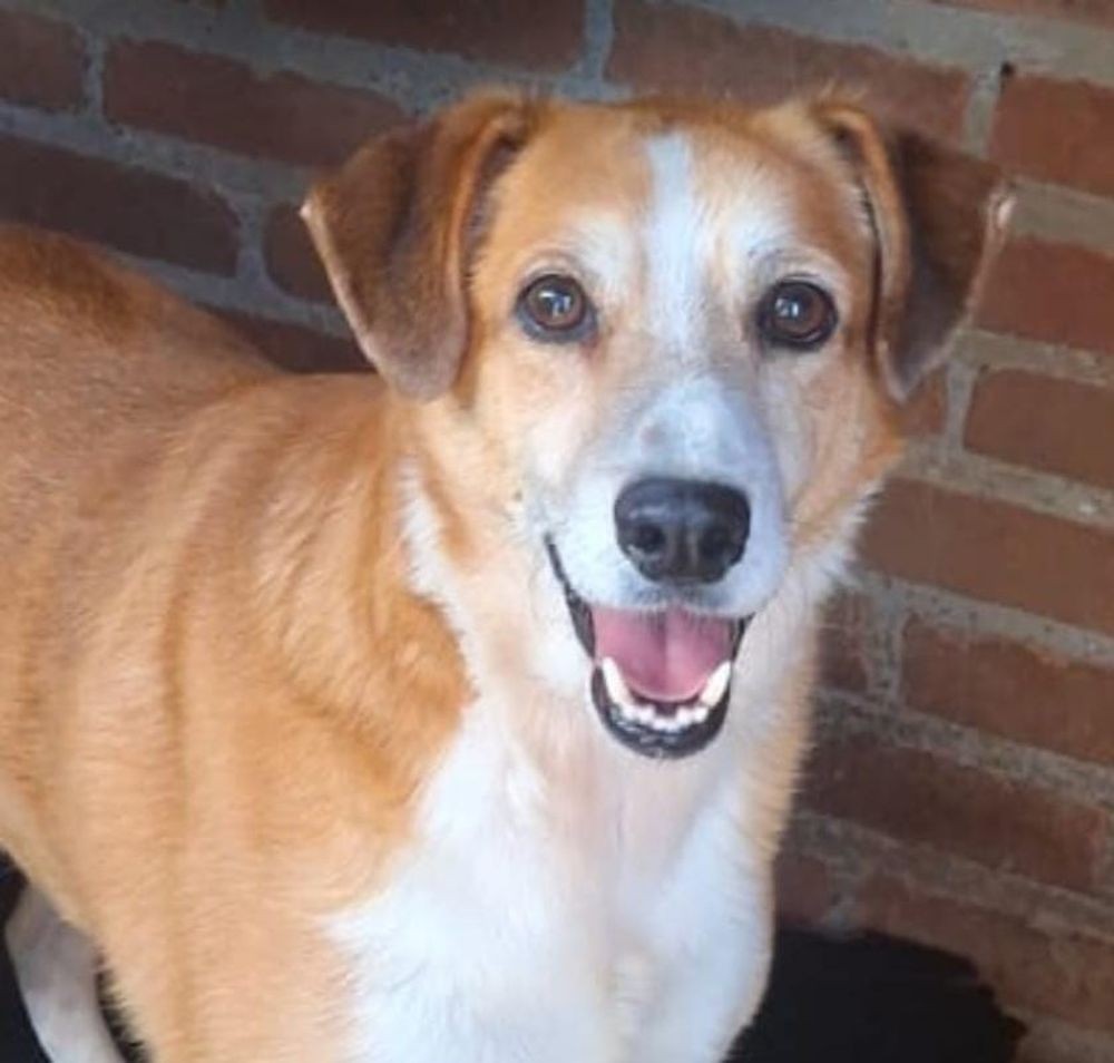 Cidade do RS promove 'Desfile de Caramelo' com 56 cães para incentivar adoção; VÍDEO