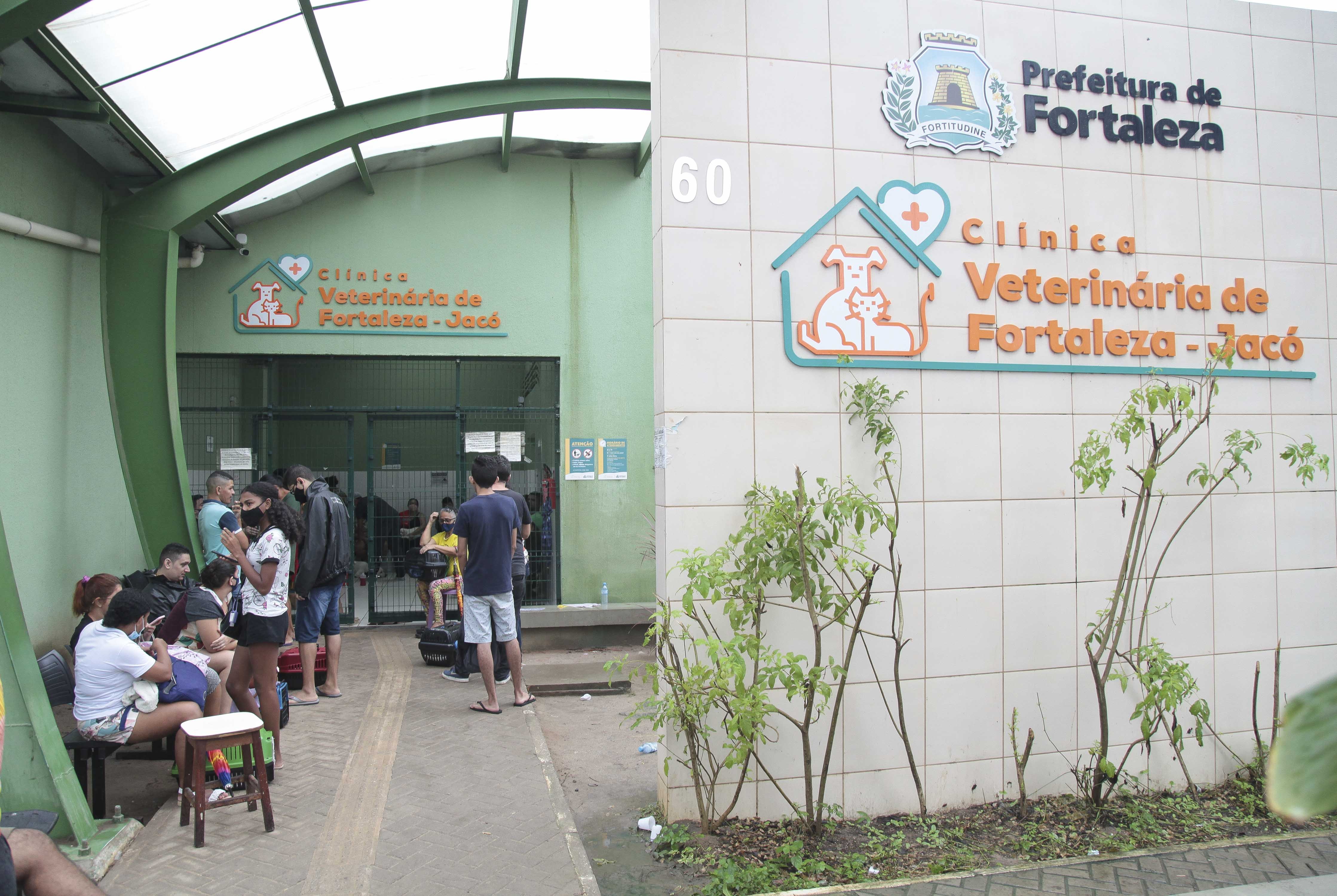 Mutirão gratuito de castração de cães e gatos acontece em Fortaleza; veja como participar