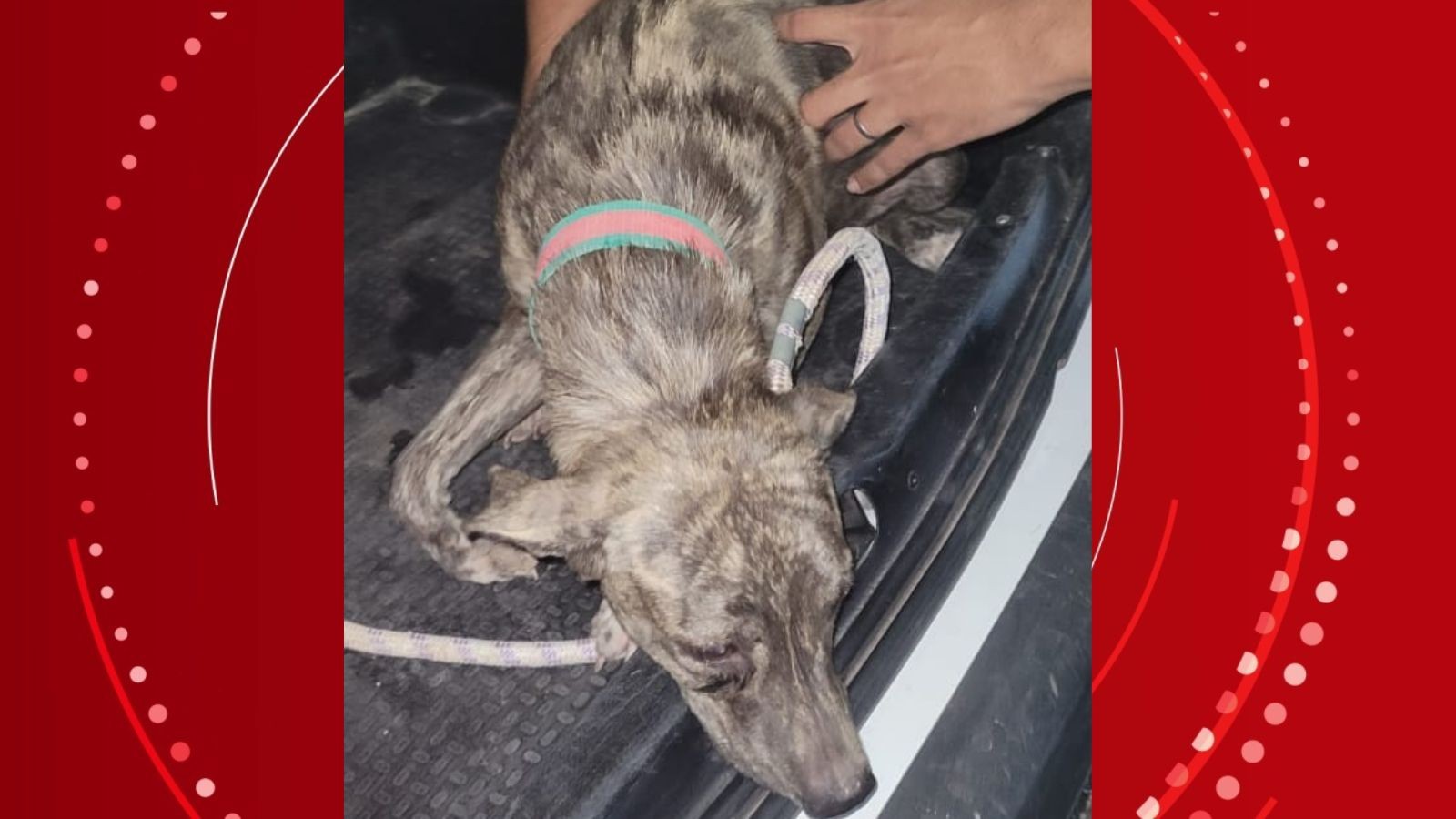 Cadela é resgatada com fratura na pata após filho denunciar pai por maus-tratos em Teresina; tutor foi preso