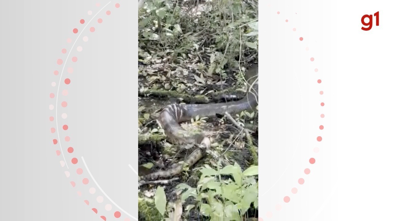 Mergulhador se surpreende com sucuri de 6 metros em MS: 'Nunca vi desse tamanho'; veja VÍDEO