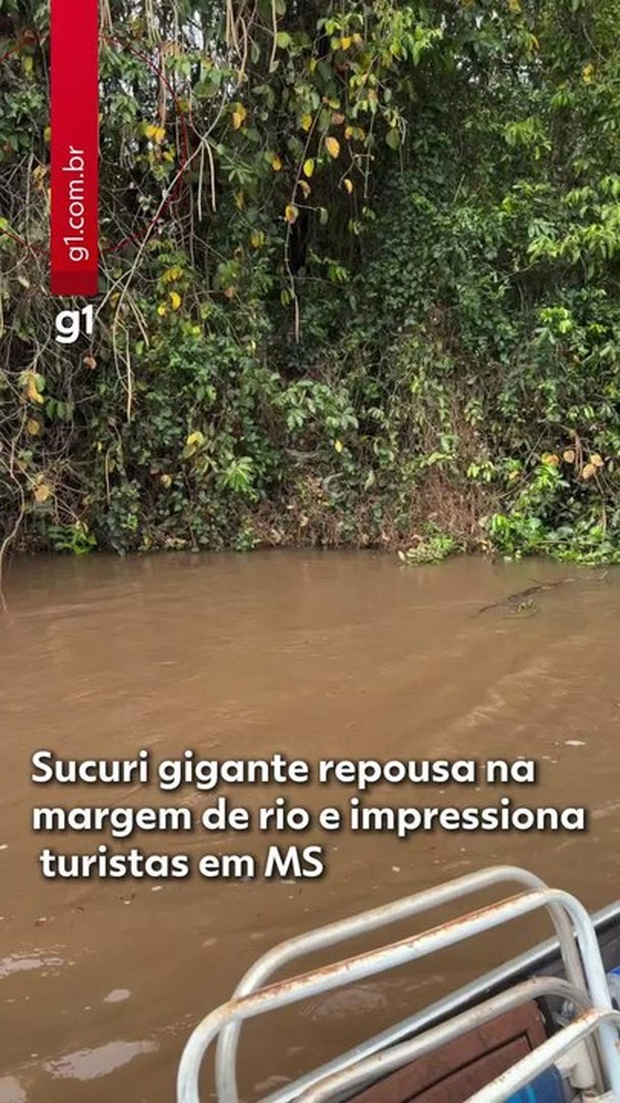 Sucuri 'dorminhoca' impressiona turistas e rouba a cena às margens de rio em MS; VÍDEO