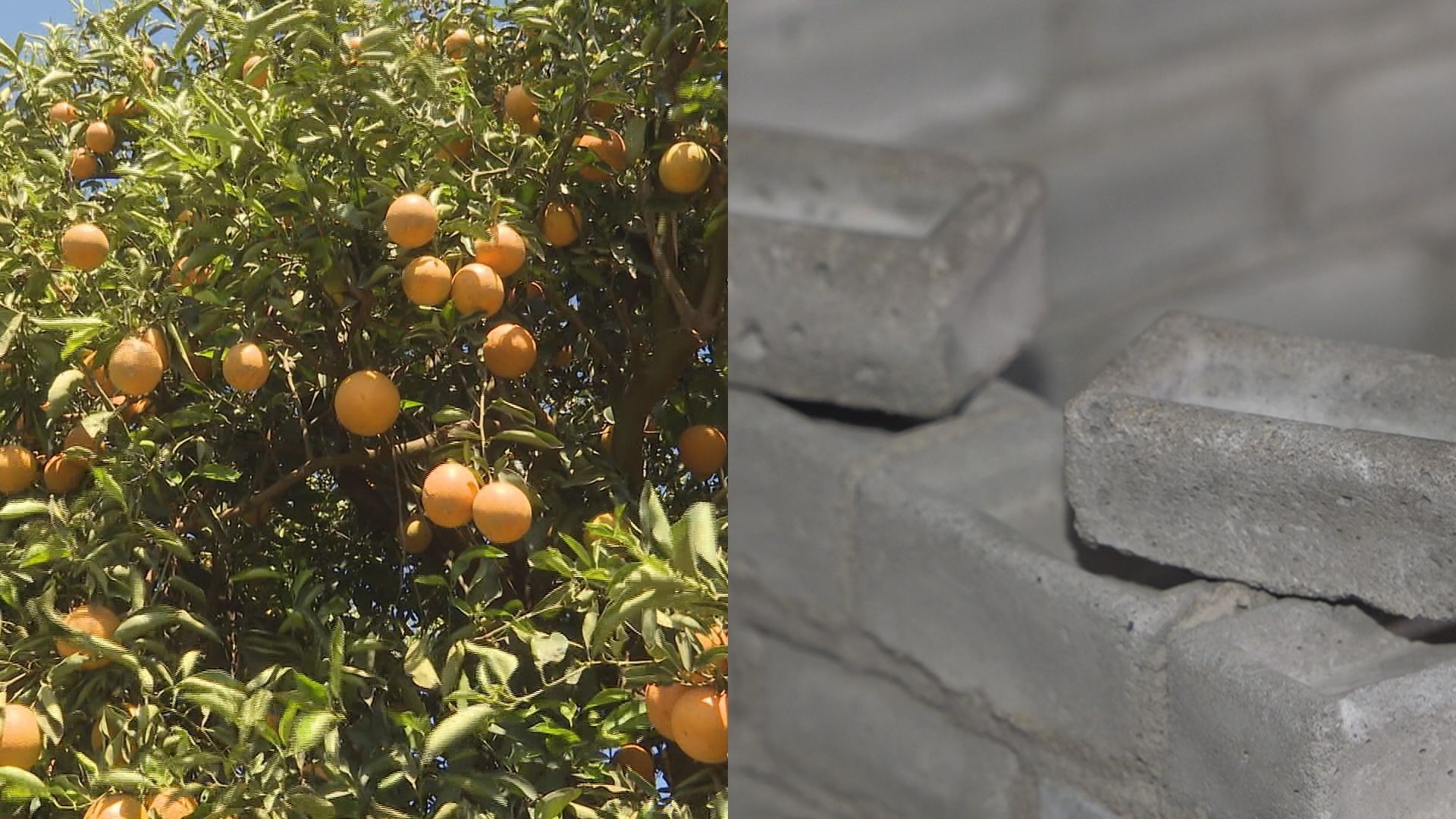 Estudantes do Paraná desenvolvem cimento com sobras de casca de laranja 