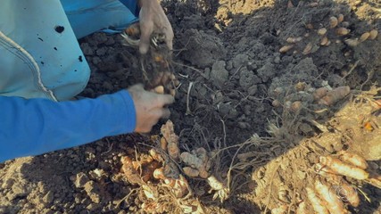 Produtores aceleram colheita do açafrão-da-terra
