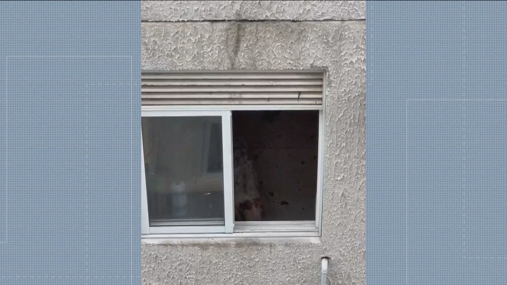 Tutoras são presas após cadela ficar três dias sozinha em apartamento na Zona Oeste do Rio