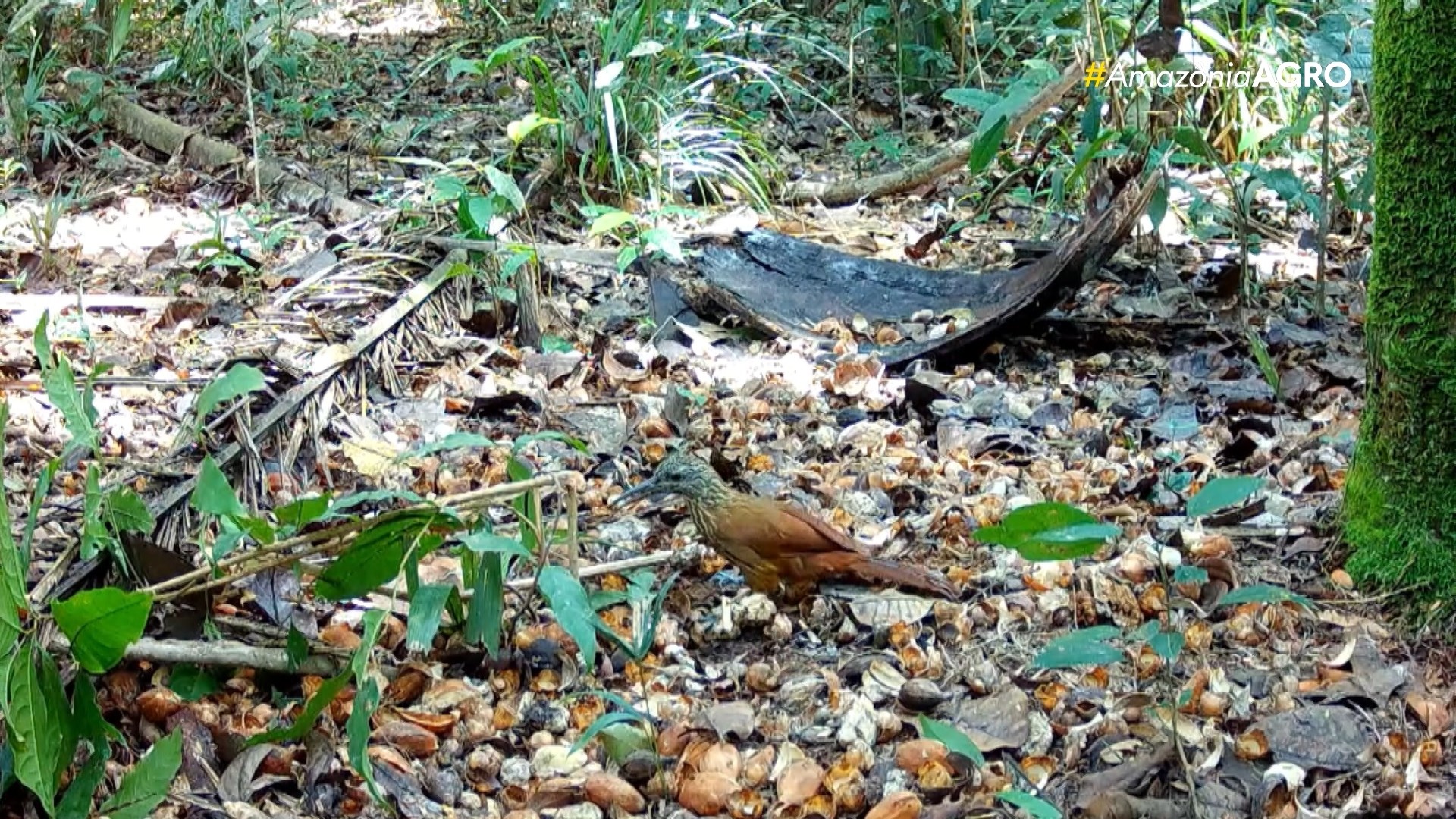 Você Não Tá Convidada pro Meu Bat Mitzvá!