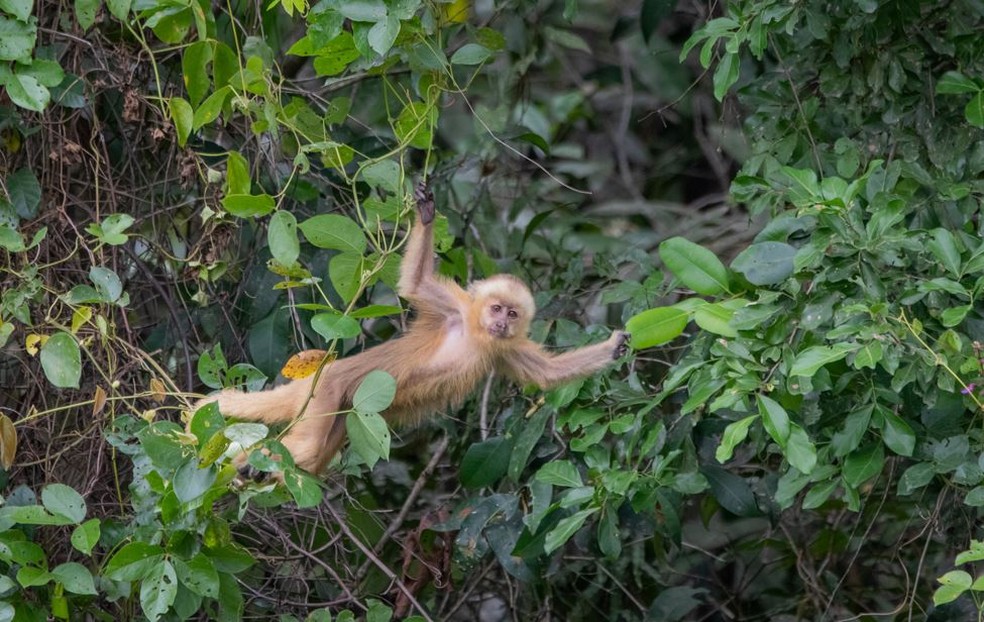 Entenda por que macaco-prego-galego foi considerado um mistério para a  ciência, Terra da Gente