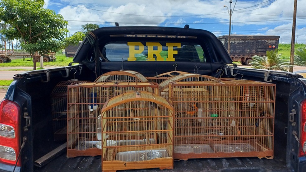 PRF apreende 16 aves silvestres em operação de combate a crimes ambientais no MA — Foto: Divulgação/ PRF