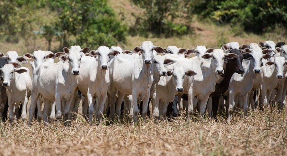 Produção de carne e leite depende da alimentação dos animais — Foto: Getty Images via BBC