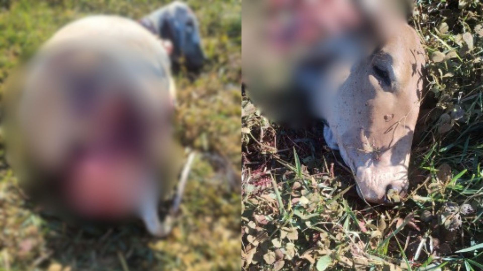 Criminosos abatem vacas a tiros e deixam parte de um dos animais em fazenda de Uberaba