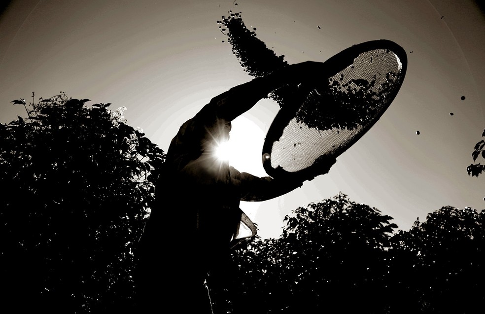 Café impulsionou crescimento de Guaxupé (MG) — Foto: Viola Júnior