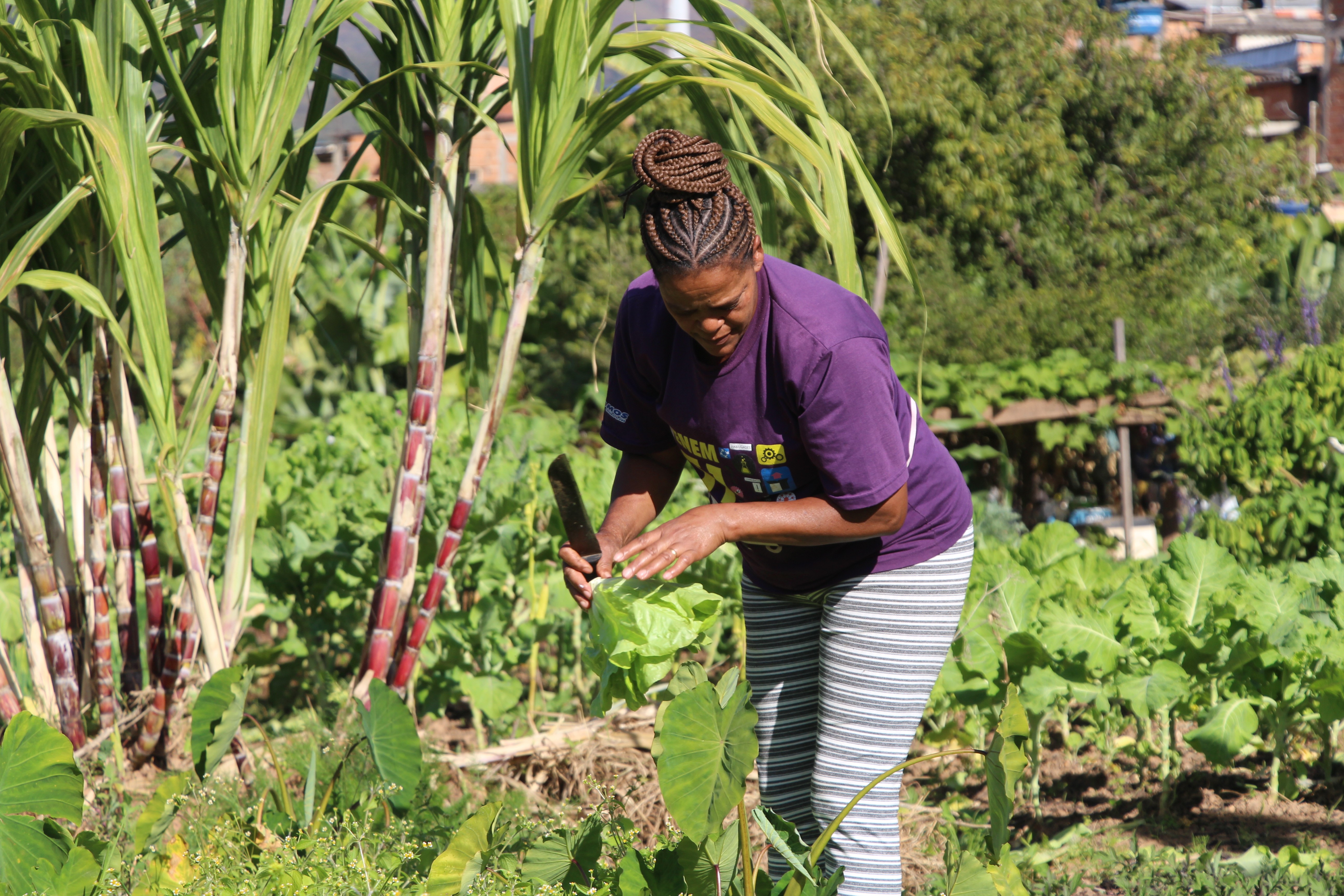 Saiba como criar jardins e hortas comunitárias no seu bairro
