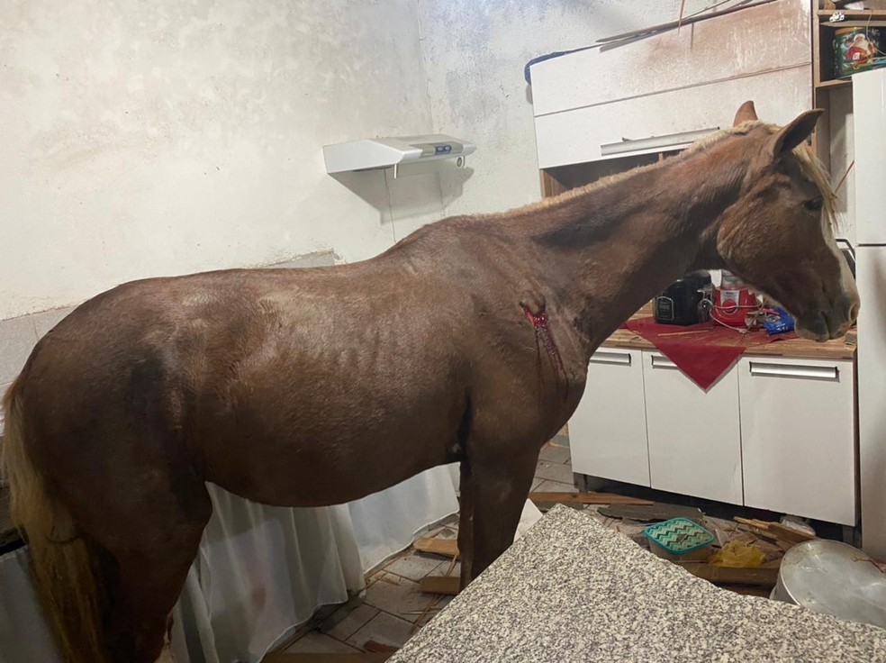 Polícia do Pernambuco prende homens matando cavalo pra vender na feira -  Jornal Tribuna Ribeirão