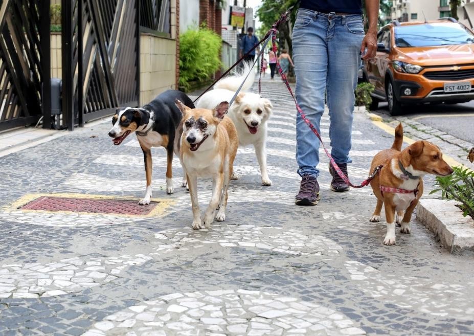 Tutores de animais podem se inscrever para receber doações de ração em Santos, SP; saiba como participar