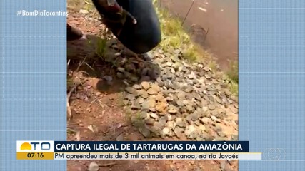 PM apreende mais de 3 mil filhotes de tartargas durante operação no rio Javaés