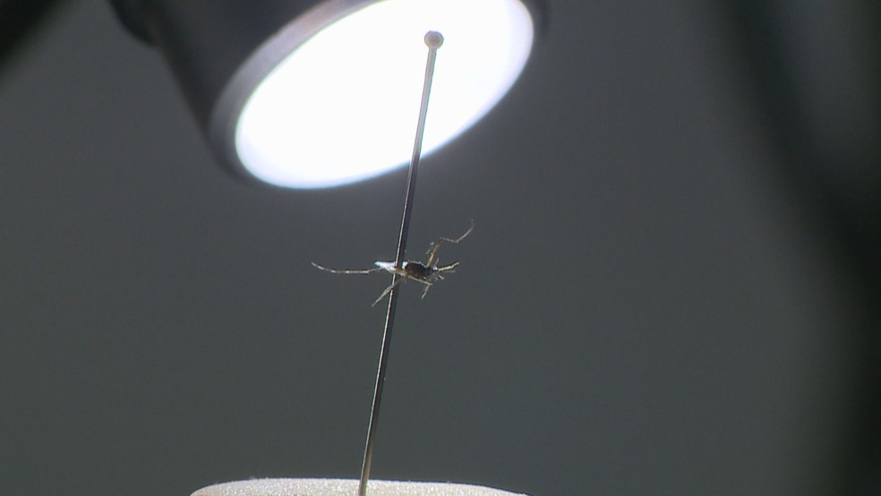 Mosquito Aedes aegypti, transmissor da dengue. — Foto: Reprodução/RBS TV