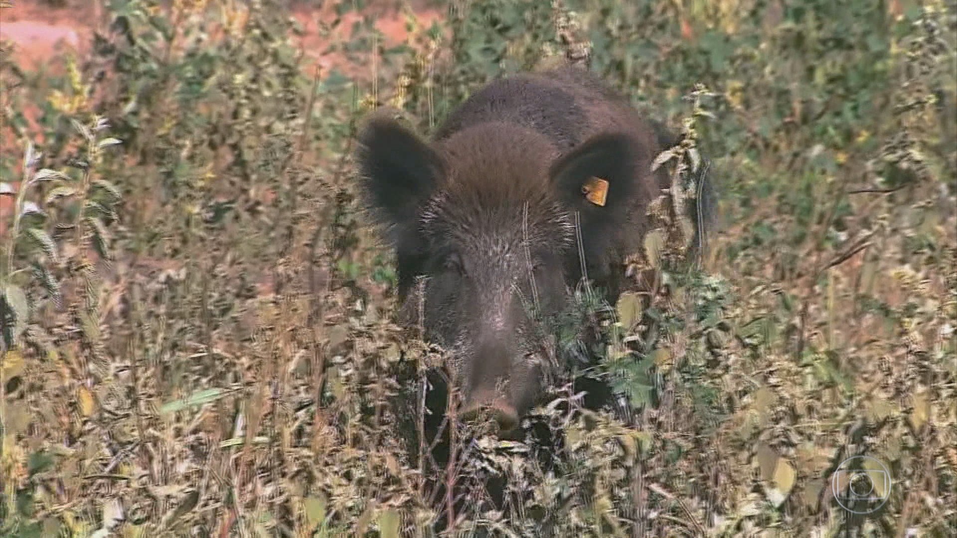 Homem é encontrado morto às margens de córrego e polícia suspeita de ataque de javali