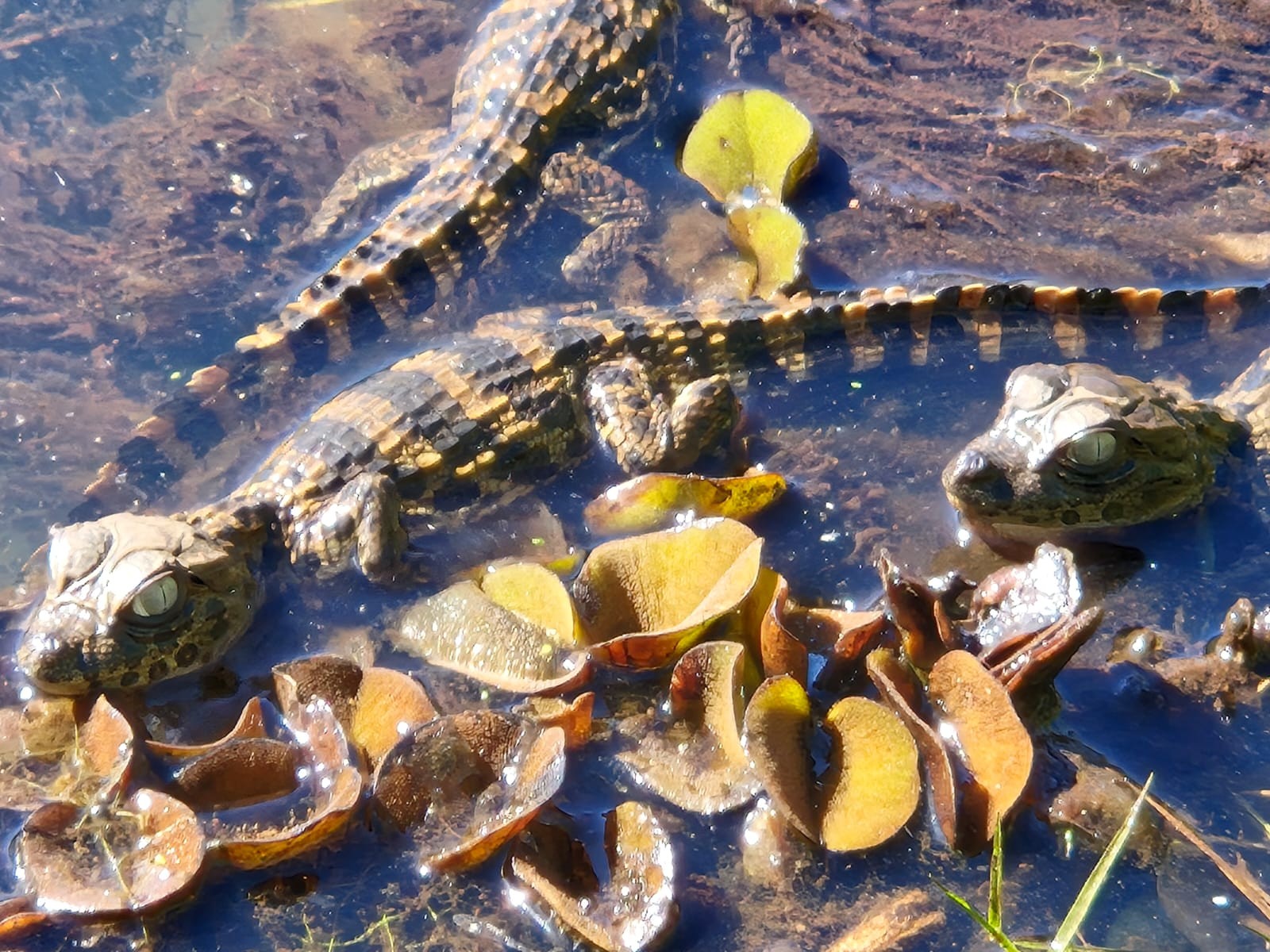 Filhotes de jacaré nascem na Floresta Estadual de Rio Claro e área do lago é isolada
