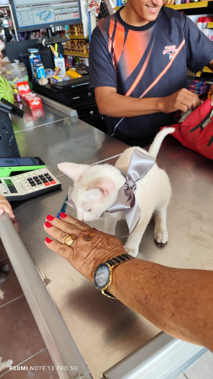 VÍDEO: Mulher defende gato que é agredido com chute no Pará