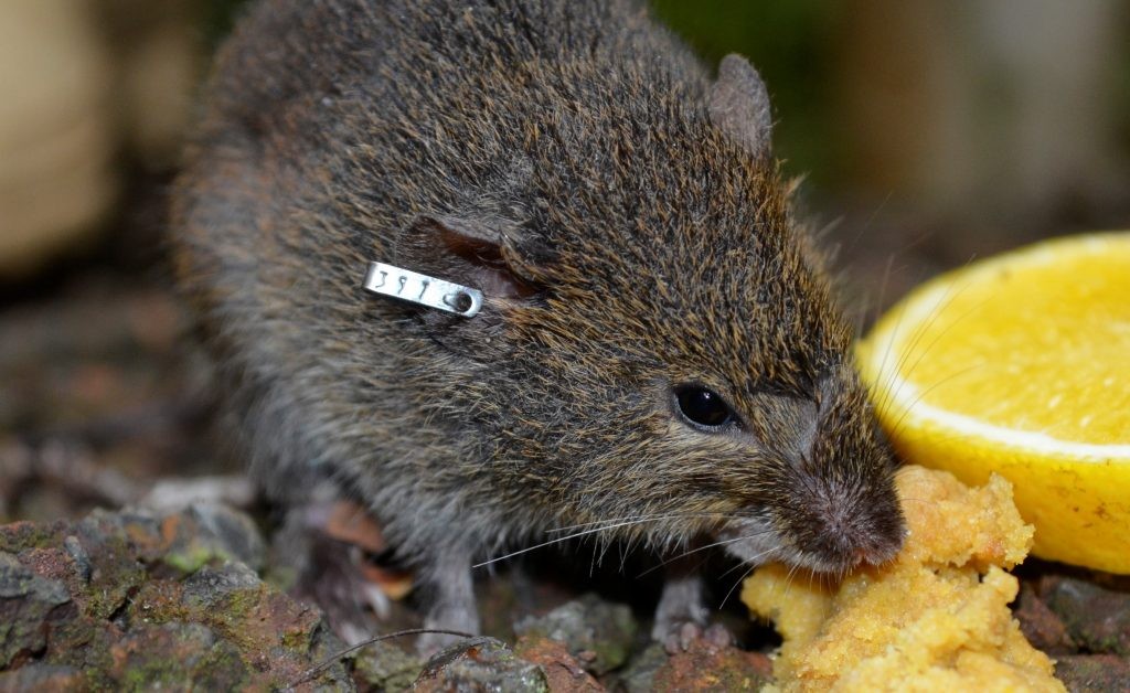 Família de servidor que morreu ao inalar poeira contaminada por hantavírus deverá ser indenizada em R$ 200 mil