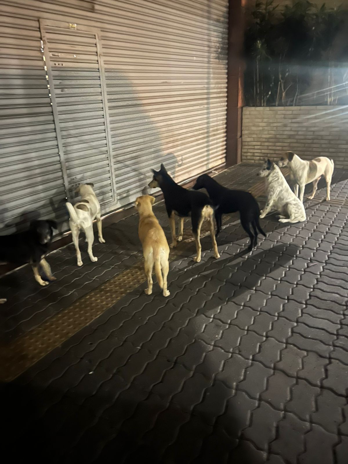 Homem abandona 7 cães na entrada do Madureira Shopping; polícia investiga caso