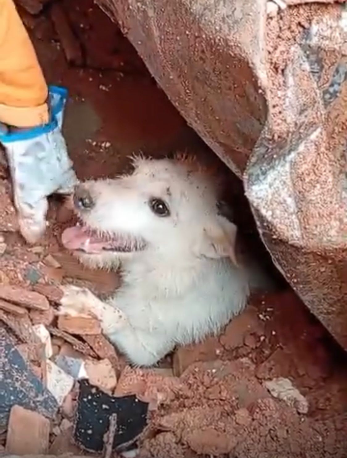 Lula sanciona política para resgate de animais em desastres