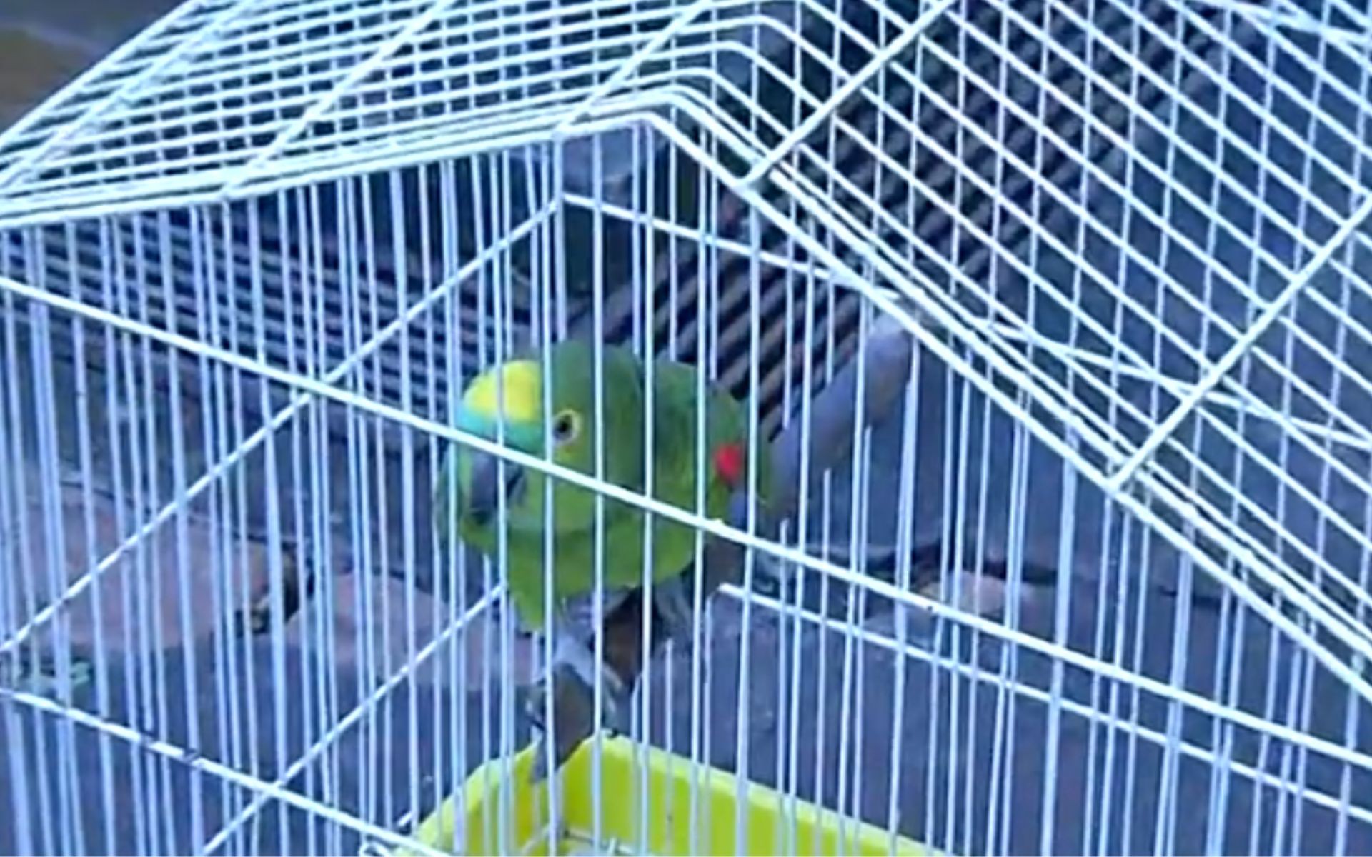 Animais silvestres resgatados em apreensões da polícia são reabilitados em zoobotânico no noroeste de SP