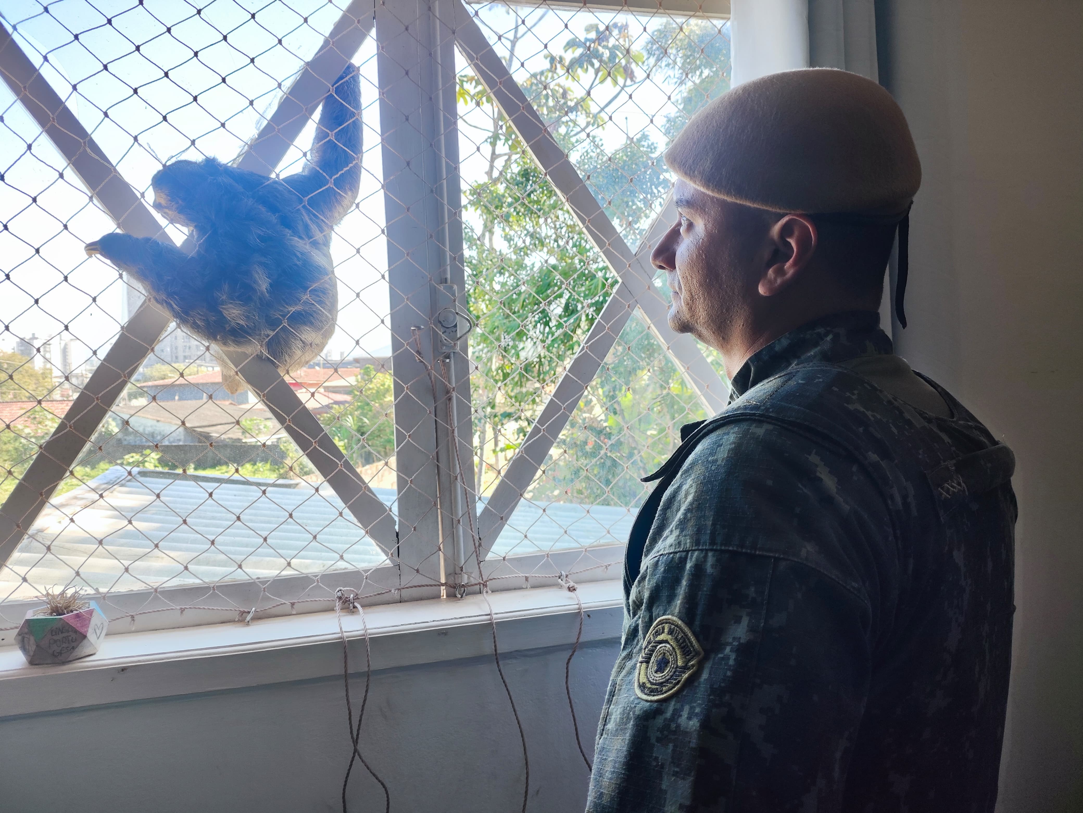 Bicho-preguiça é resgatado após ficar preso em janela de casa em Caraguatatuba
