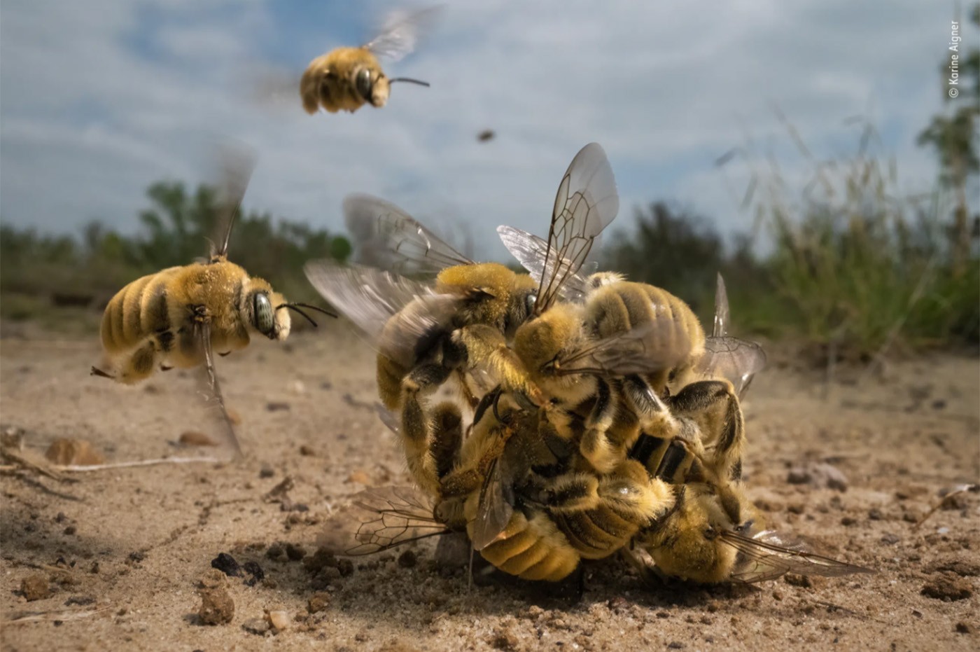 Fotografia de vida selvagem: foto de bololô de abelhas vence concurso internacional
