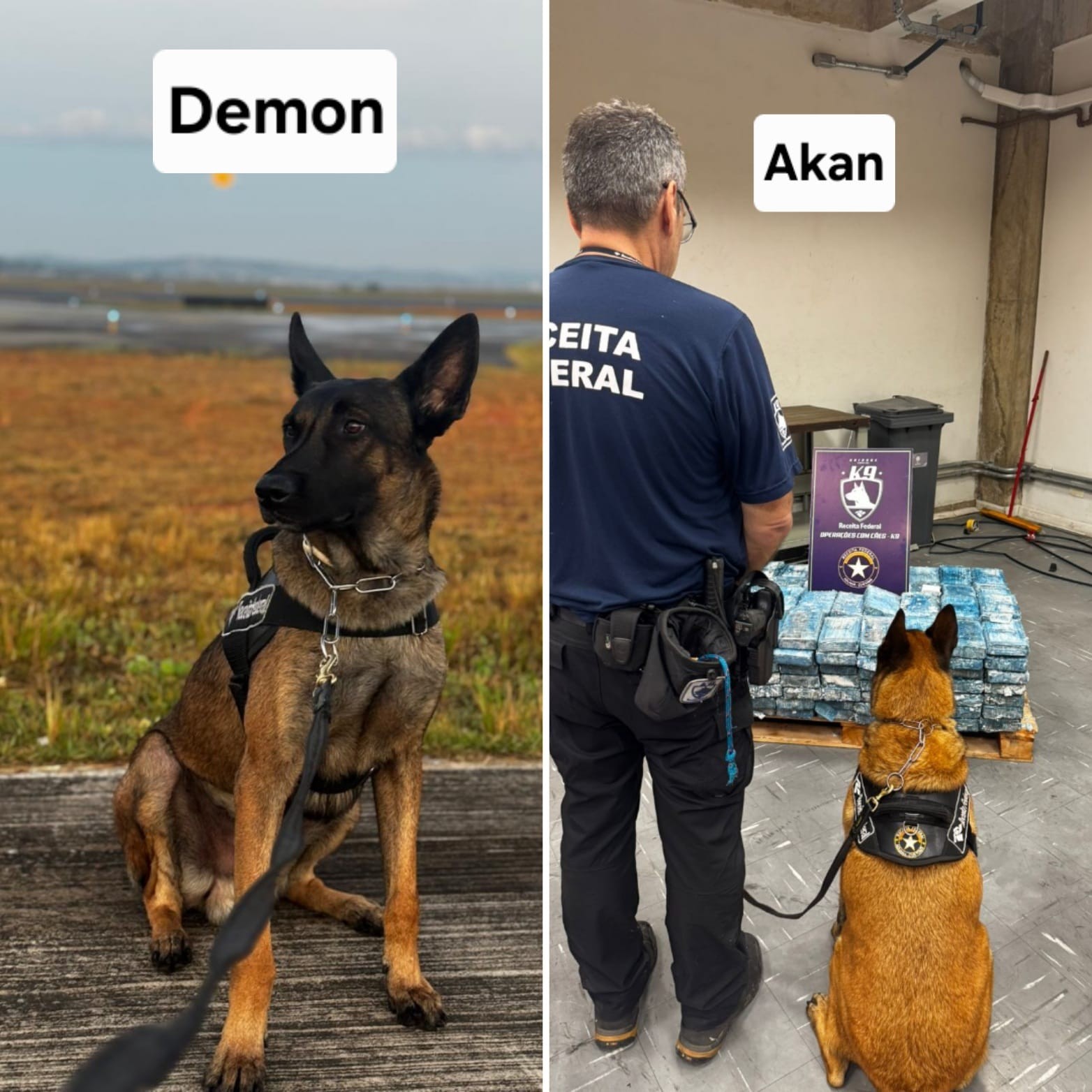 Demon e Akan: conheça os cães farejadores que localizaram 1,3 tonelada de cocaína em aeroporto 