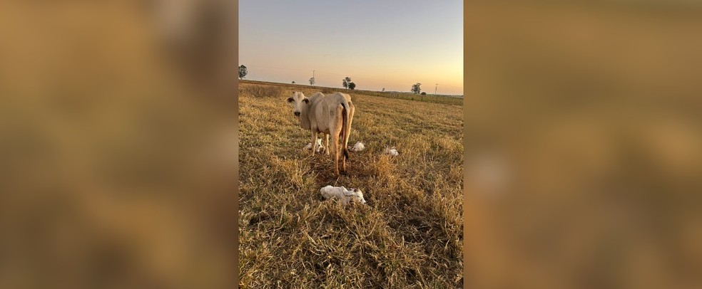 Vaca que pariu quadrigêmeos com seus bezerros após o parto em uma zona rural em Guararapes (SP) — Foto: Arquivo pessoal