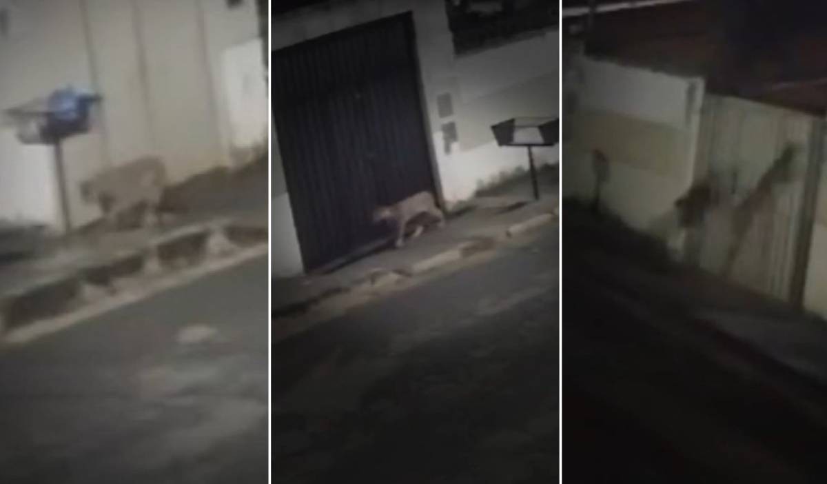 Onça é flagrada passeando por rua da Grande BH durante a noite; veja vídeo