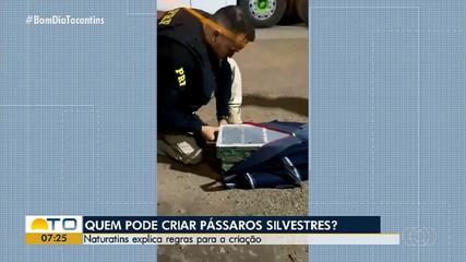 Naturatins explica quem pode criar pássaros silvestres