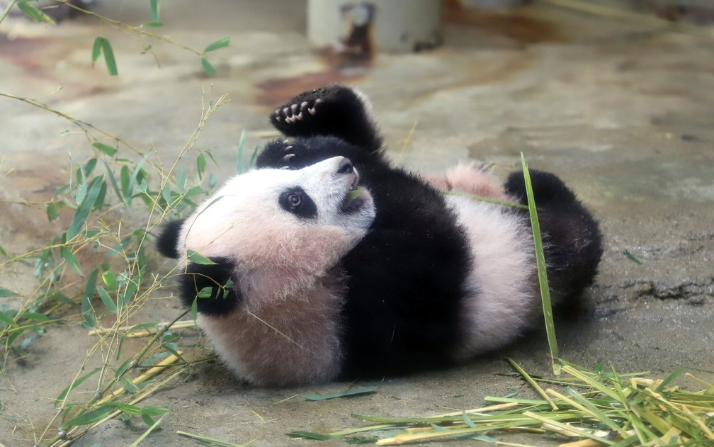 pandaページ Bebê panda Xiang Xiang é apresentada no Japão | G1
