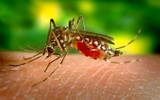 Aedes 2.0: o que o atual surto mostra sobre a evoluo do agente transmissor da dengue