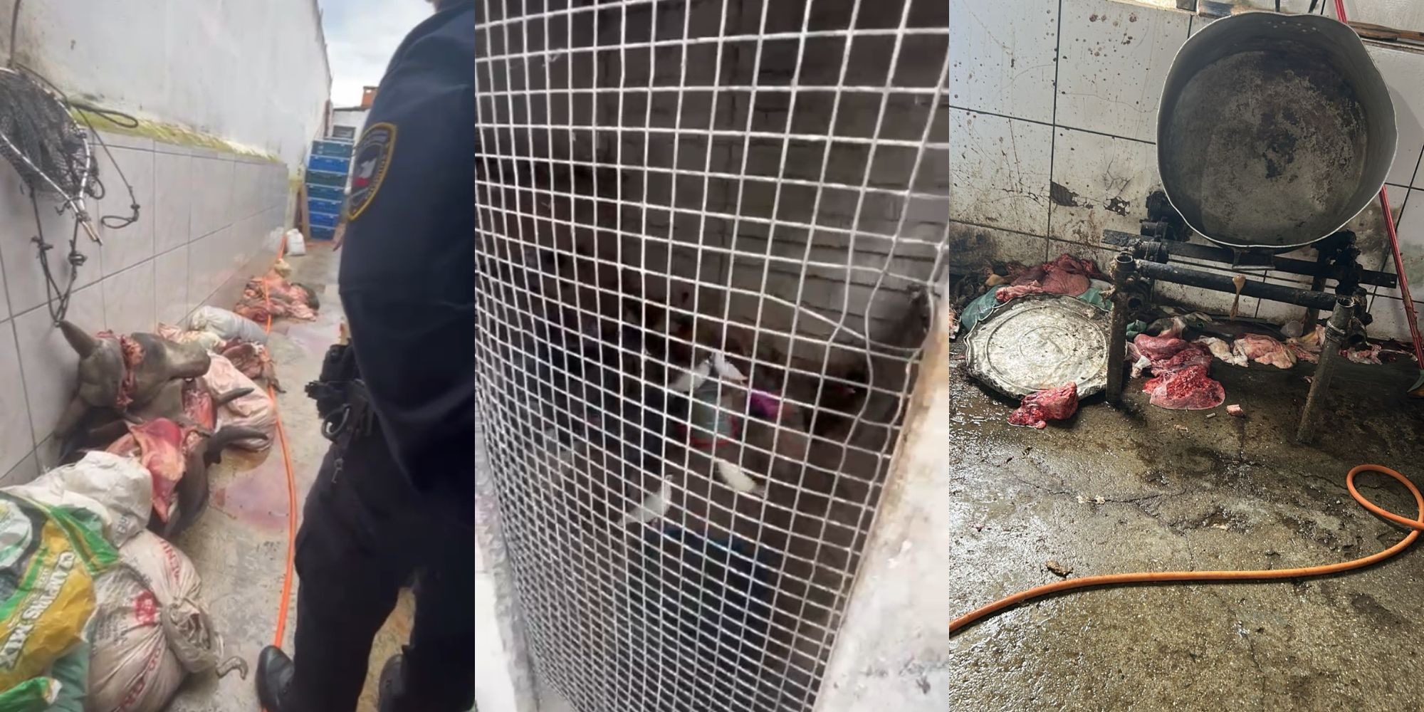 GCM descobre frigorífico clandestino com animais vivos e mortos em Mogi das Cruzes