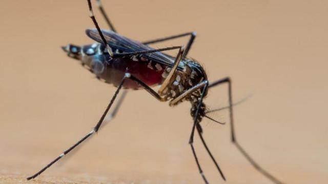 São João da Boa Vista tem maior número de casos de dengue em 10 anos