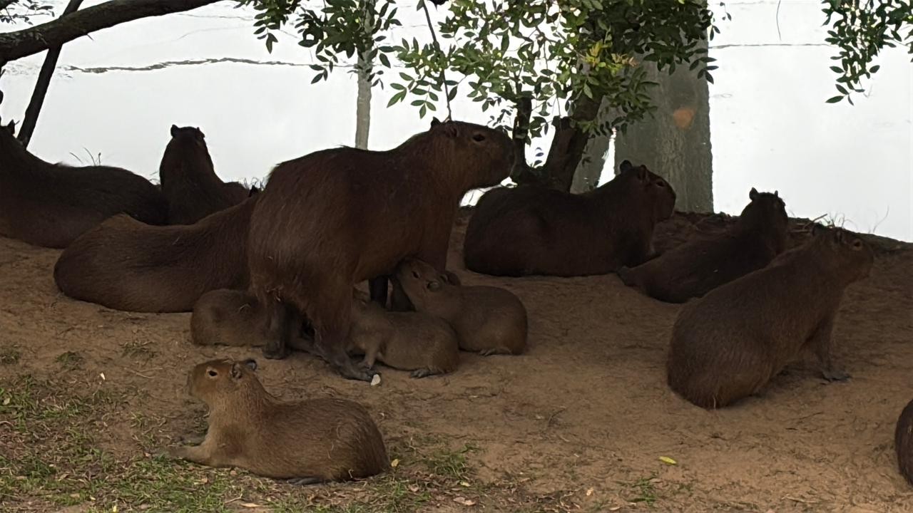 A família aumentou: nº de capivaras vistas 'morando' às margens da Orla do Guaíba chega a quase 20; VÍDEO 