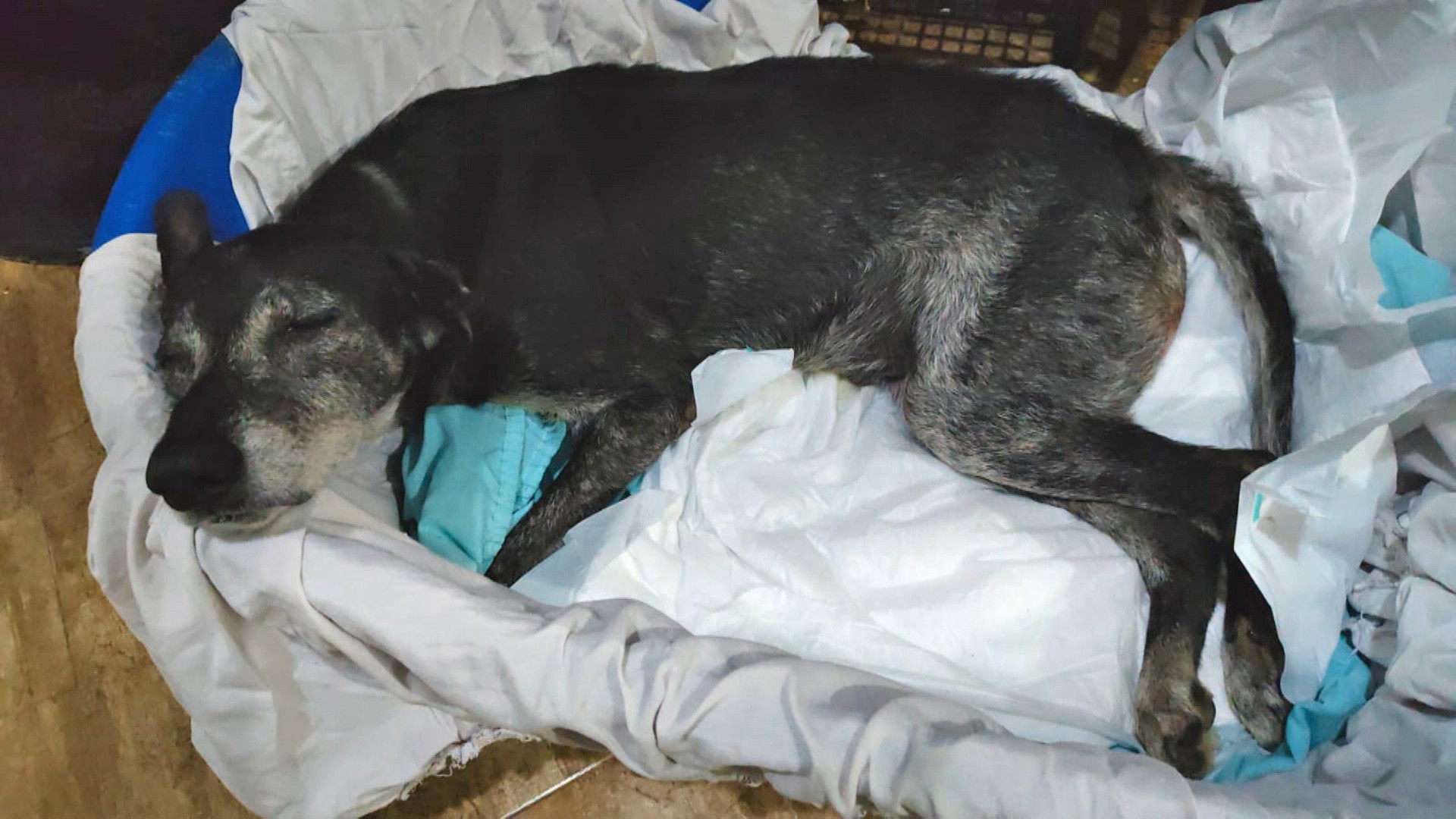 Abrigo denuncia que cães sofreram convulsões por estresse com fogos de artifício após tetra do Flamengo