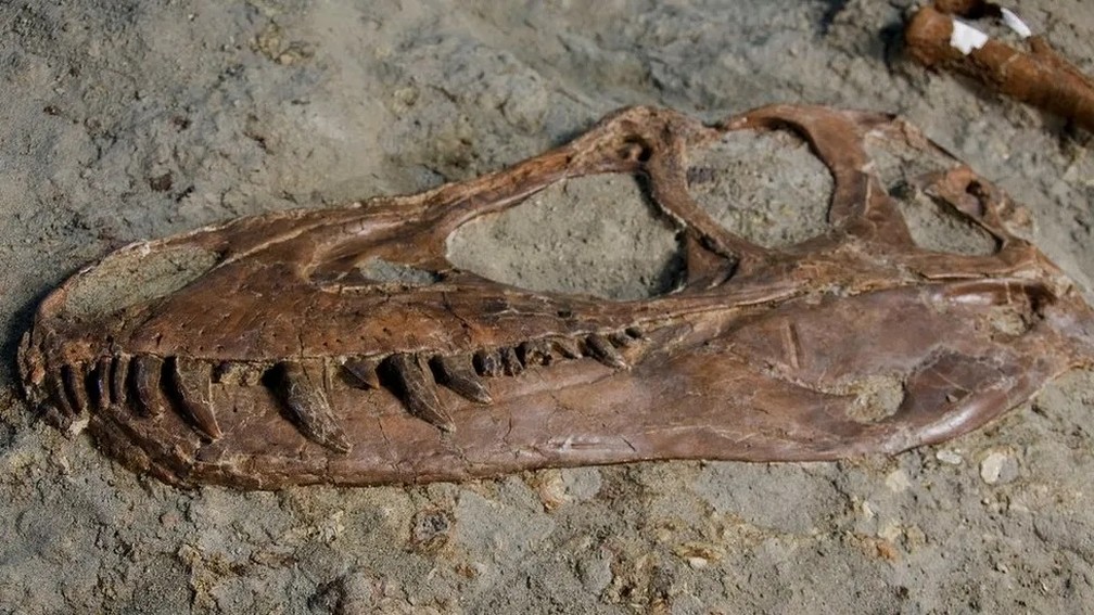 O crânio do tiranossauro e os dentes em forma de lâmina — Foto: Julius Csotonyi/BBC