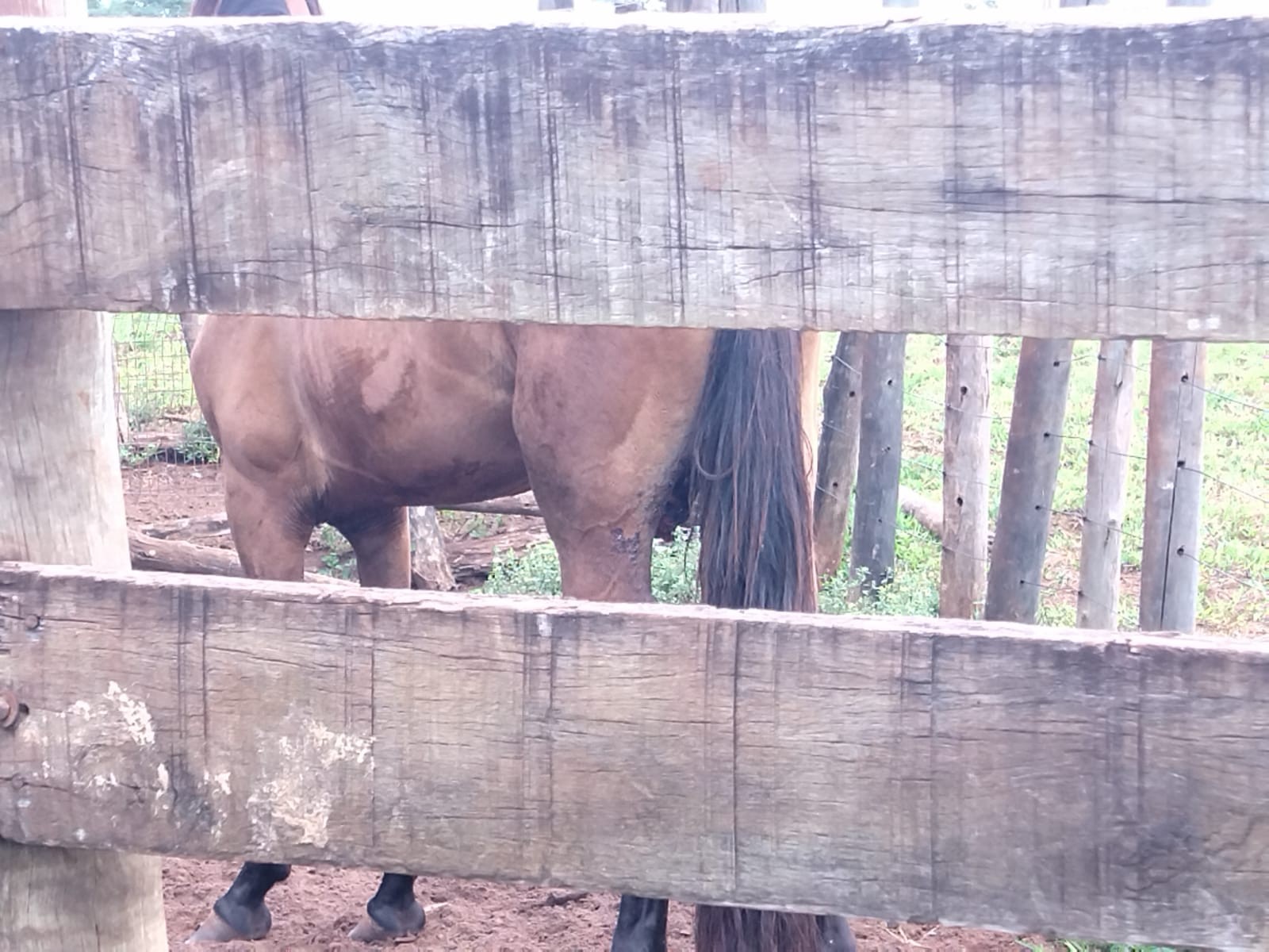 Cavalo é vítima de maus-tratos após castração inadequada e sem os cuidados apropriados em Teodoro Sampaio