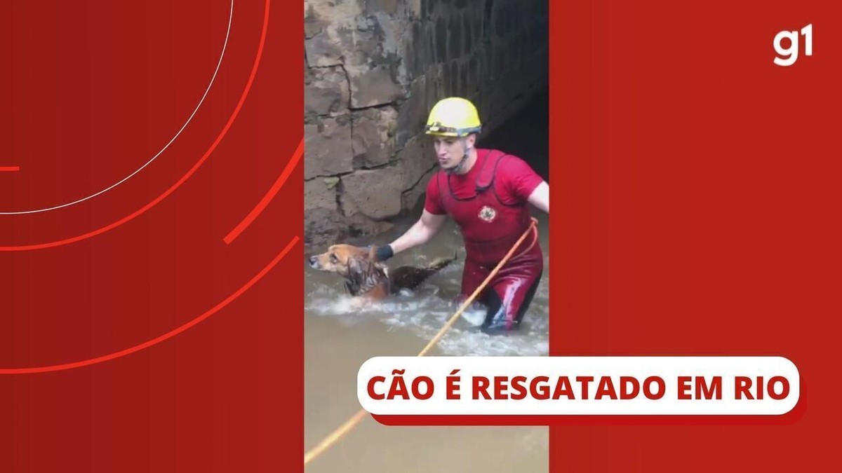 VÍdeo Cachorro é Resgatado Pelos Bombeiros Após Cair Em Rio No Rs Rio Grande Do Sul G1 4613